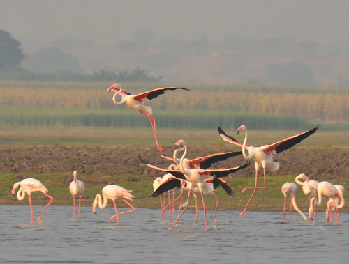 Flamingos at Bhigwan