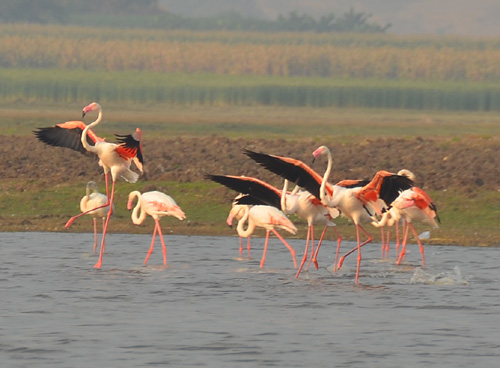 Flamingos at Bhigwan