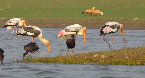 Bird watching at Bhigwan - famous for flamingos - Places 