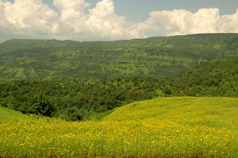 kaas_plateau_maharashtra_valley_flowers_