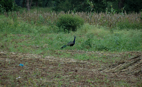 Morachi Chincholi peacock peahen village near pune